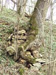 25 Baum und Mauer